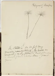 Untitled, 1841